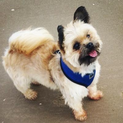 buddychichon's profile picture. hey guys! Im little bit Chihuahua, little bit Bichon...im a little bit of evrything! come share my adventures with me! B x