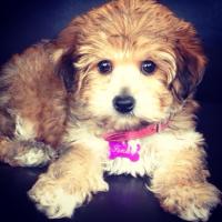 Lakyn Hilstrom (@lhilstrom) 's Twitter Profile