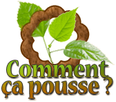 commentcapousse's profile picture. Le guide de la culture d'intérieur et du jardinage indoor !