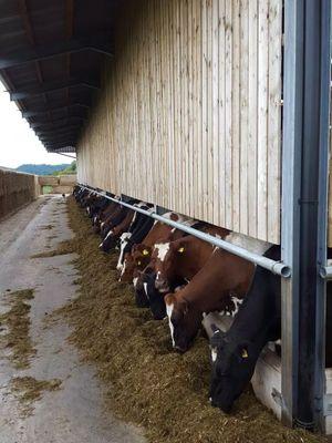 Ridley Bank Farm is home to a herd of organic  Holstein and Pedigree Ayrshire cows in Cheshire