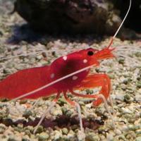 麻綿混合タオルケット (@akamoebi_towel) Twitter profile photo