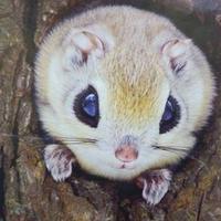 モモンガ (@momonga_night) 's Twitter Profile