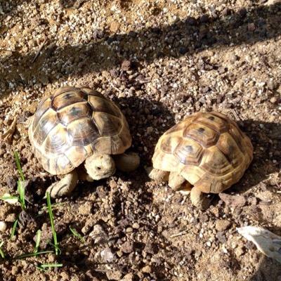 ShellyTinks's profile picture. We are two mediterranean spur thigh tortoises.Both born 2012.