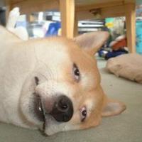 グチ犬 Bitches dog(@KUPAKUPAJAPAN) 's Twitter Profile Photo