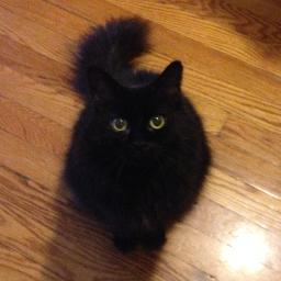 tildy_cat's profile picture. The Many Shapes of Mathilde Bonapurrt, Small Cat 2005-2022