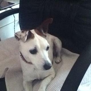 my name is sky i am jack russell i am 9 years old