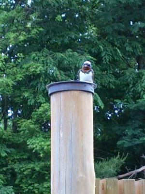 nomisugidayone's profile picture. 