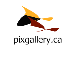 @PixGallery_CA