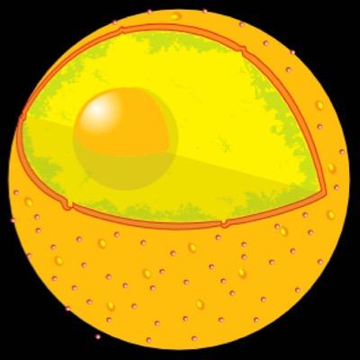 Nucleus Organelle. 