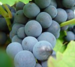 fabiowein's profile picture. Infos im Blog zum Weinhaus, Ökowein-Anbau, Biowein, Ferienwohnungen, Weinfeste, Weinwanderungen und Weinproben in der Pfalz.