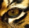 TwinTigerCubs's profile picture. 