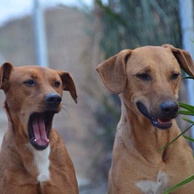 Dog shelter in Southern Spain looking to re-home dogs throughout Europe.