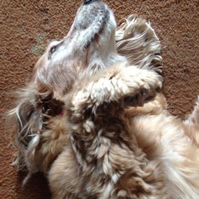 karendoglover2's profile picture. Dog lover. Full time carer. Avid reader. Budding insomniac!!