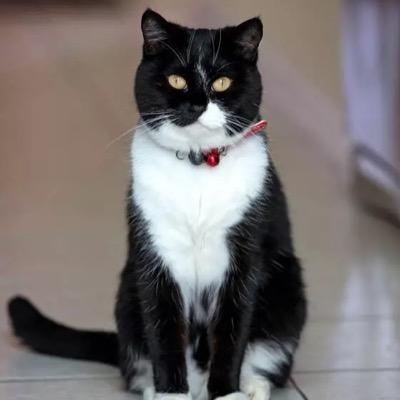 millymoosthecat's profile picture. Instagram: millymoosthecat, Facebook: Milly Moos. Press/Media enquiries via the website https://t.co/kD8tOnugTR