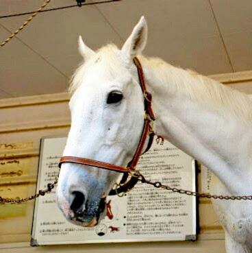 グラドル文化祭 桜井奈津 競輪 競馬