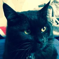 Noise (@cloisonne1947) 's Twitter Profile Photo