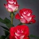 macario juarez - @MacariMj - Twitter