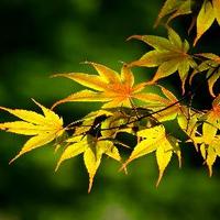 Fort Osage Adult Education (@foadulted) 's Twitter Profile Photo