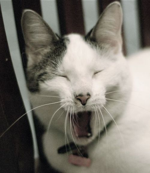 EddytheBarnCat's profile picture. Not really a barn cat--my folks probably were. But, I have mouse-catching skillz.