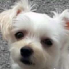 seongboestate's profile picture. 성심, 성의를 다하는 여주 부동산중개의 명가, 성보부동산입니다. 똑똑한 강아지 초롱이도 매일 출근하지요. (여주종합터미널 건너편, 전화 031-885-5009)