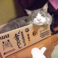 にゃーさん (@s_81320) 's Twitter Profile Photo