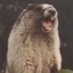 Roaring Marmot (@roaringmarmot) Twitter profile photo Roaring Marmot (@roaringmarmot) Twitter profile photo