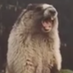 Roaring Marmot (@roaringmarmot) Twitter profile photo