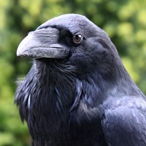 RavencraftVNs's profile picture. Writer for an upcoming Yuri Visual Novel. | pro-creator freedom | against the Death Sentence of the Author