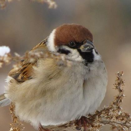 mlb1221's profile picture. 社会人です。EVE onlineなどのゲームをプレイしています。Caladrius Alliance所属、Tasuku Furukawa 。元DUST傭兵DJIPSです