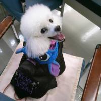 スフレ (@sufure_ishida) Twitter profile photo