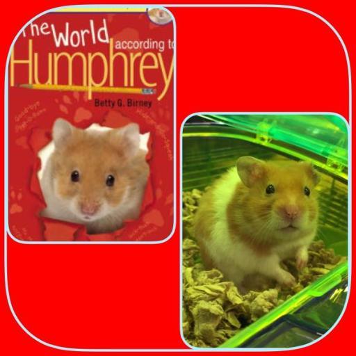 One School, One Book has come to Evergreen.  Humphrey, the star of, The World According to Humphrey has arrived!