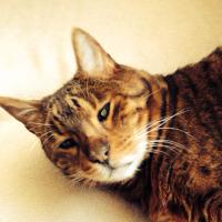 Mark Hibbs (@markhibbsceip) 's Twitter Profile