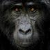 Wildlife Photography (@wpwmag) Twitter profile photo Wildlife Photography (@wpwmag) Twitter profile photo
