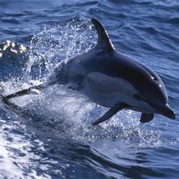 dolphin_daisy's profile picture. 