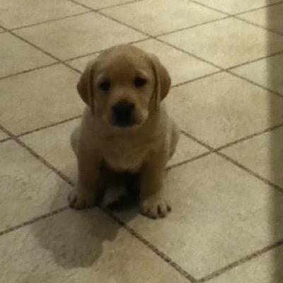 maclab1's profile picture. Am  just a puppy.