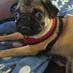 Pug Nation Rescue LA (@pugnationrescue) Twitter profile photo Pug Nation Rescue LA (@pugnationrescue) Twitter profile photo