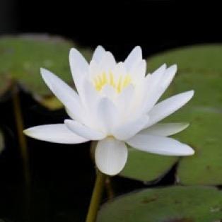 rin_harusan's profile picture. よろしくっ(*｀･ω・)ゞ リアル垢･白猫垢両立してます！ フォロバします☆ フォローよろしゃす！