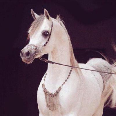 jood_Rheem's profile picture. طبيبة أطفال و صدرية ، الدين خُلق .