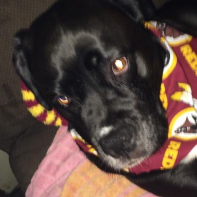 love the Redskins and my dog Izzy #HTTR