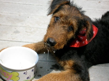 Woof! I mean, hi. I'm Isadale Duchess of York, but my friends call me Izzy. I'm an Airedale Terrier.