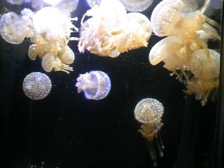 akenoi's profile picture. ジャマイカあたりのステップで