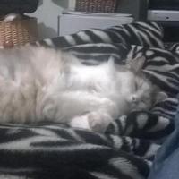 someFurFag (@thepr3ttykitty) 's Twitter Profile