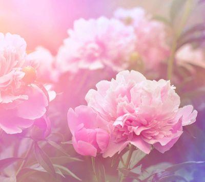 Saksoy10's profile picture. 