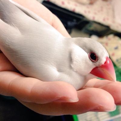 鳥さんのプロフィール画像
