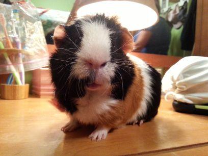 SirCharChar's profile picture. 