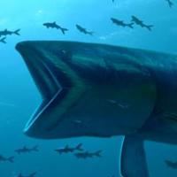Leedsichthys (@bigjurassicfish) 's Twitter Profile