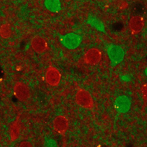 Moratalla's Lab Profile