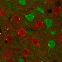 Moratalla's Lab (@moratallaslab) 's Twitter Profile