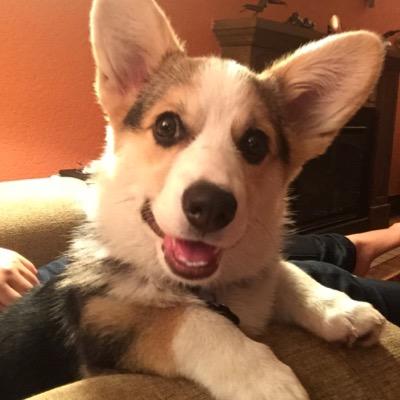 Pembroke Welsh Corgi. I live with @msanadouglas and @hootreid. I like squeaky things and running in circles.