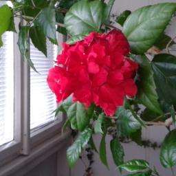 JanaKelinova's profile picture. 